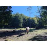 Wildpark_2c_5.jpg